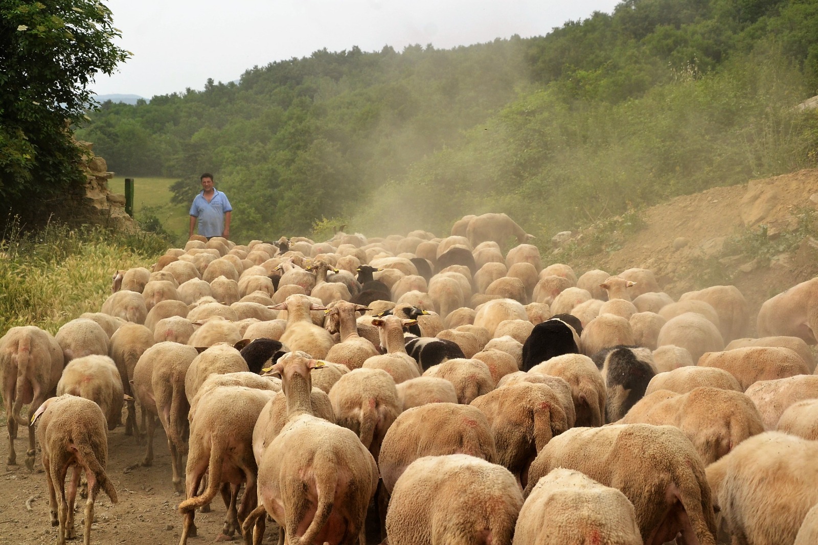 Discover ShepForBio - Challenging generational renewal in Italian pastoralism - Initiative for creating an European Network of Shepherds Schools - The Erasmus+ project PastorEA - Good practices from Shepard schools: the use of a “Land Bank” 
