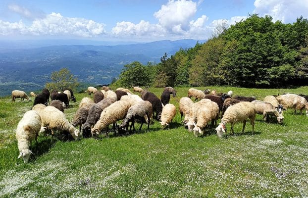 EU4SUPA is contributing to the objectives settled in EU Strategy on Livestock