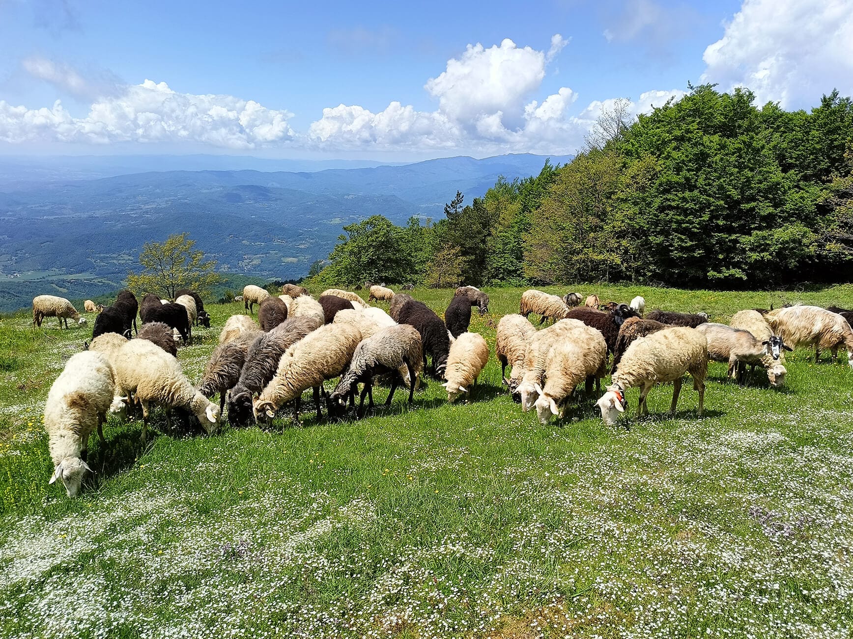 EU4SUPA is contributing to the objectives settled in EU Strategy on Livestock