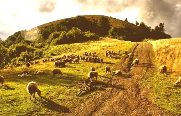 EU4SUPA Contributes to the Debate on Sustainable Pastoralism in Bulgaria