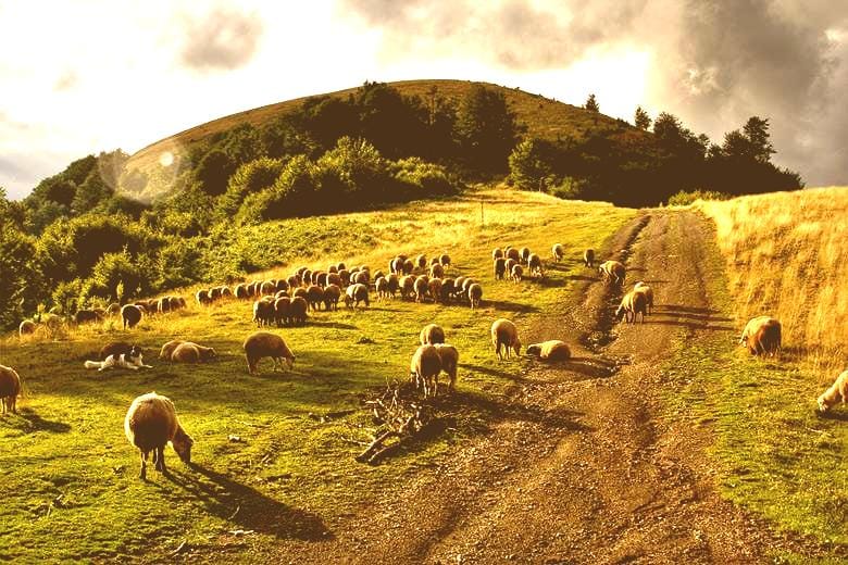 EU4SUPA Contributes to the Debate on Sustainable Pastoralism in Bulgaria
